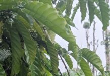 ಕಾಫಿ ಬೆಳೆಗಾರರ ಗಾಯದ ಮೇಲೆ ಉಪ್ಪು ಹಾಕಿದ ವರುಣ ದೇವ….!