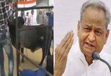 ಚುನಾವಣಾ ರ್ಯಾಲಿ ವೇಳೆ ನುಗ್ಗಿದ ಗೂಳಿ – ಬಿಜೆಪಿ ಕೈವಾಡ ಎಂದ ಅಶೋಕ್ ಗೆಹ್ಲೋಟ್.