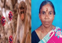 ಚಿಕ್ಕಮಗಳೂರು: ಮಂಗನ ಕಾಯಿಲೆಗೆ ವೃದ್ಧೆ ಬಲಿ…