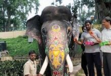 ದಸರಾ ಗಜಪಡೆಗೆ ಸಿಂಗಾರ: ಜಂಬೂ ಸವಾರಿಗೆ ಸಜ್ಜುಗೊಂಡ ಅಭಿಮನ್ಯು ತಂಡ.