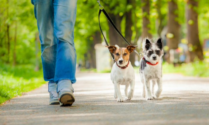 1500x900_374623-pet-dogs