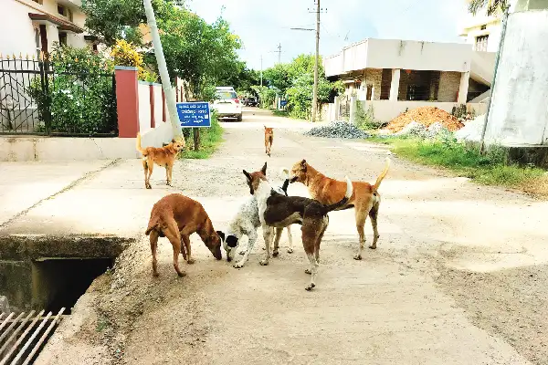 8-HKR-1-BEEDI-NAYI