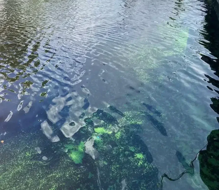 Blue-Green-Algae-Toxins-in-Cape-Coral-canal