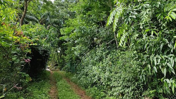 our-first-miyawaki-project-after-four-and-a-half-years-300