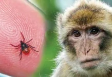 ಮಲೆನಾಡಿನಲ್ಲಿ ಮತ್ತೆ ಇಬ್ಬರಲ್ಲಿ ಕಾಣಿಸಿಕೊಂಡ ಮಂಗನ ಕಾಯಿಲೆ.