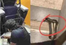 ಮನೆಯ ಸೋಫಾ ಕುರ್ಚಿಯ ಬಳಿ ಕಾಣಿಸಿಕೊಂಡ ನಾಗರ ಹಾವಿನ ಮರಿ.